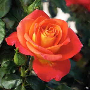 Burst of Joy&#174; Rose
